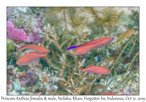 Princess Anthias