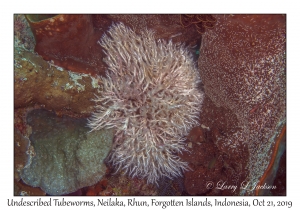 Undescribed Tubeworms