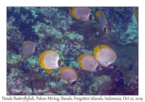 Panda Butterflyfish