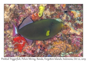 Pinktail Triggerfish