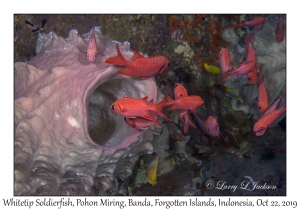 Whitetip Soldierfish