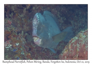 Bumphead Parrotfish