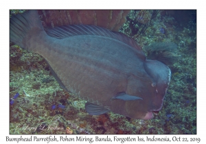 Bumphead Parrotfish