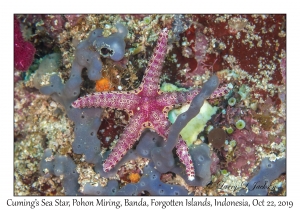 Cuming's Sea Star