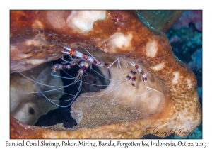 Banded Coral Shrimp