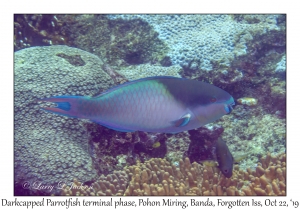 Darkcapped Parrotfish