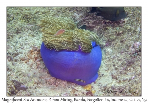 Magnificent Sea Anemone