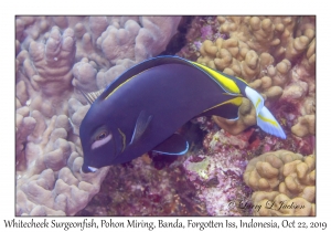 Whitecheek Surgeonfish