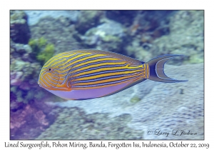 Lined Surgeonfish