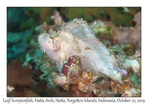 Leaf Scorpionfish