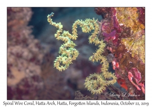 Spiral Wire Coral