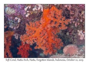 Soft Coral