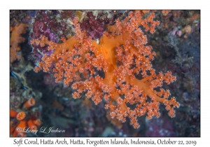 Soft Coral