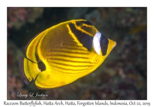 Raccoon Butterflyfish