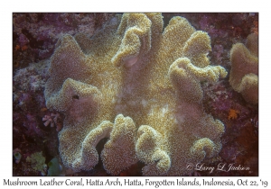 Mushroom Leather Coral