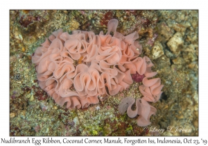 Nudibranch Egg Ribbon