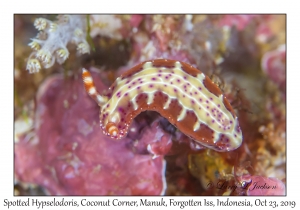 Spotted Hypselodoris