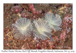 Feather Duster Worms