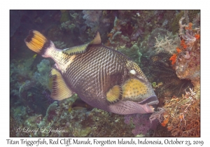 Titan Triggerfish