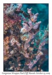 Gorgonian Wrapper