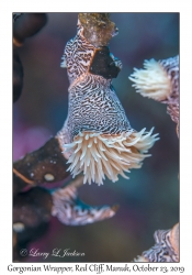 Gorgonian Wrapper