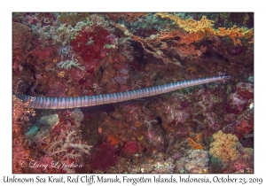 Unknown Sea Krait