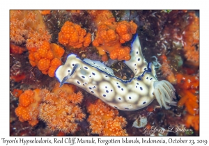 Tryon's Hypselodoris