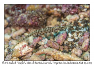 Short-bodied Pipefish