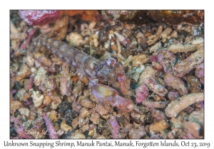 Snapping Shrimp