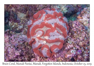 Brain Coral