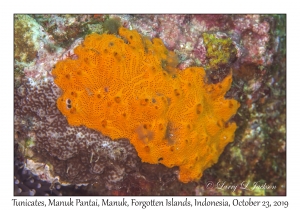 Tunicates