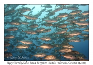 Bigeye Trevally