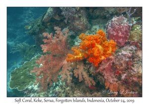 Soft Coral