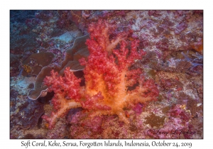 Soft Coral