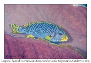 Diagonal-banded Sweetlips