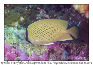 Speckled Butterflyfish