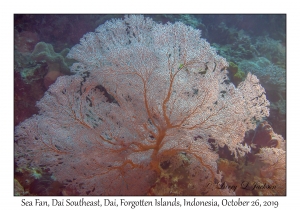 Sea Fan