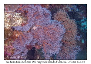 Sea Fans