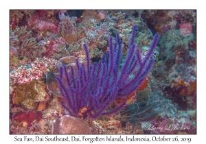 Sea Fan