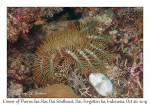 Crown-of-Thorns Sea Star