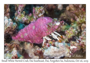 Small White Hermit Crab