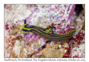 Nudibranch