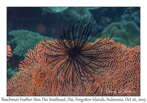 Boschma's Feather Star