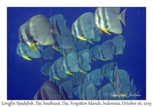 Longfin Spadefish