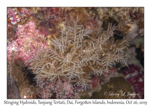 Stinging Hydroid