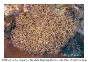 Birdsnest Coral