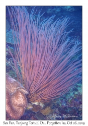 Sea Fan