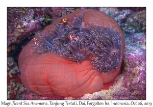 Magnificent Sea Anemone