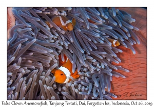 False Clown Anemonefish