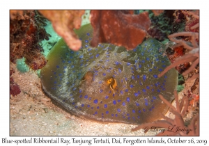 Blue-spotted Ribbontail Ray